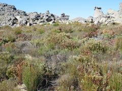 Leucadendron glaberrimum glaberrimum
