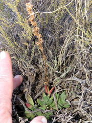 Crassula capitella capitella