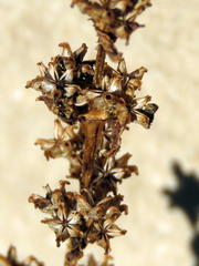 Crassula capitella capitella