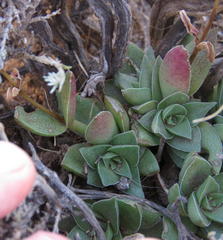Crassula capitella capitella