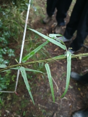 Parsonsia capsularis