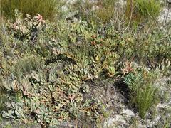 Leucadendron arcuatum