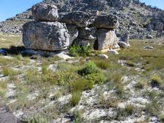 Leucadendron arcuatum