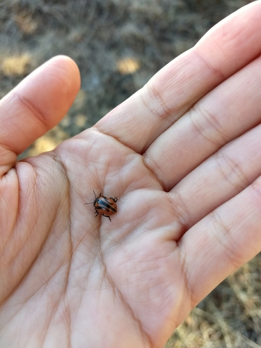 iNaturalist observation photo of Calligrapha sigmoidea