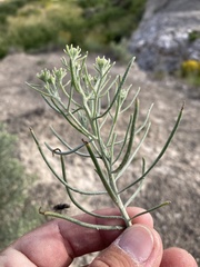 Senecio warnockii