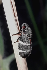 Aeneolamia albofasciata