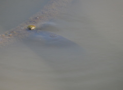 Cyprinus carpio