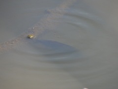 Cyprinus carpio