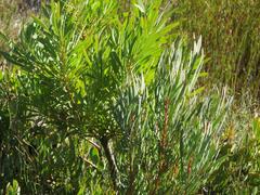 Protea acuminata