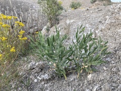 Gaillardia multiceps