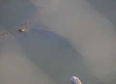 Cyprinus carpio