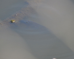 Cyprinus carpio