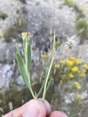 Gaillardia multiceps