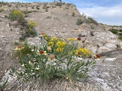Gaillardia multiceps