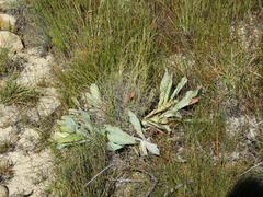 Protea laevis