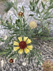 Gaillardia multiceps
