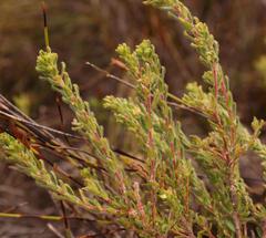 Agathosma geniculata