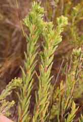 Agathosma geniculata