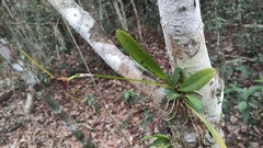 Masdevallia oscitans