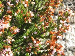 Erica nudiflora