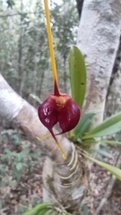 Masdevallia oscitans