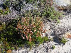 Erica nudiflora