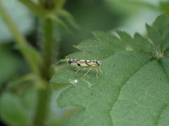 Eupteryx urticae