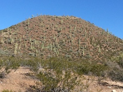 Carnegiea gigantea
