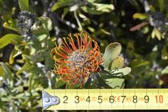 Leucospermum praecox