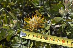 Leucospermum praecox