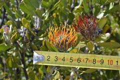 Leucospermum praecox