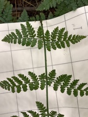 Dryopteris × boottii