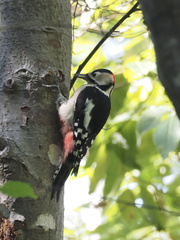Dendrocopos major japonicus