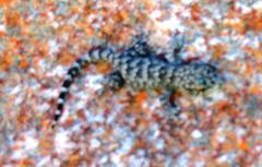 Goggia microlepidota