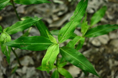 Commelina virginica