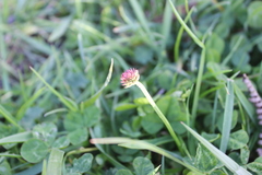 Trifolium fragiferum