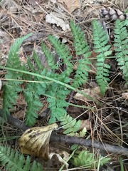 Dryopteris × boottii