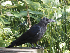 Corvus macrorhynchos