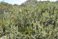 Leucospermum praecox