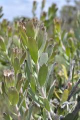Leucospermum praecox