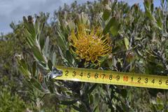 Leucospermum praecox