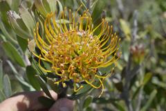 Leucospermum praecox