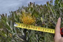 Leucospermum praecox