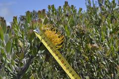 Leucospermum praecox