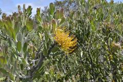 Leucospermum praecox