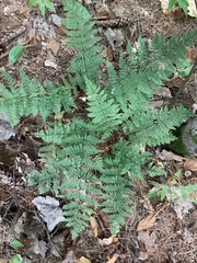 Dryopteris × boottii