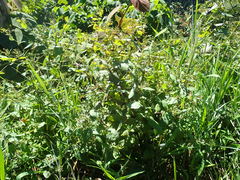 Crepidiastrum denticulatum