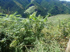 Zanthoxylum ailanthoides ailanthoides