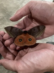 Automeris bilinea tamphilus
