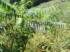 Zanthoxylum ailanthoides ailanthoides